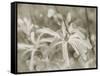Star Magnolias I-Amy Melious-Framed Stretched Canvas