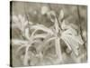 Star Magnolias I-Amy Melious-Stretched Canvas