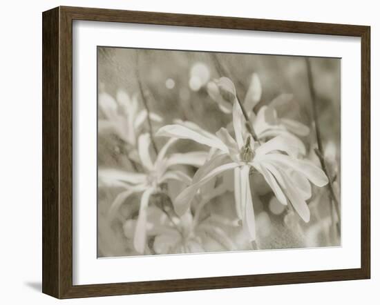 Star Magnolias I-Amy Melious-Framed Art Print