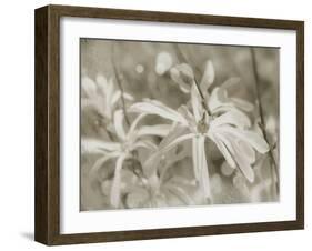 Star Magnolias I-Amy Melious-Framed Art Print