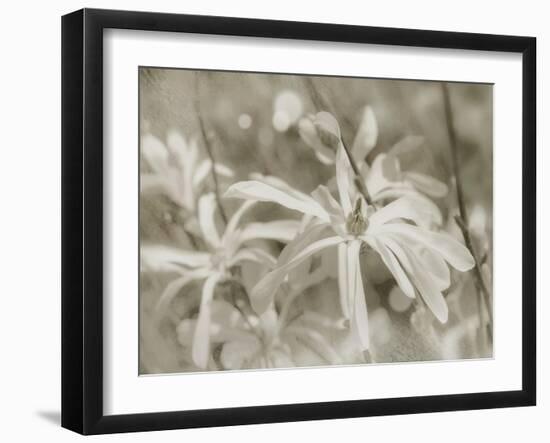 Star Magnolias I-Amy Melious-Framed Art Print