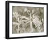 Star Magnolias I-Amy Melious-Framed Art Print
