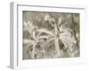 Star Magnolias I-Amy Melious-Framed Art Print