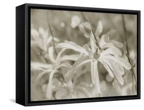 Star Magnolias I-Amy Melious-Framed Stretched Canvas