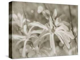 Star Magnolias I-Amy Melious-Stretched Canvas