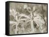 Star Magnolias I-Amy Melious-Framed Stretched Canvas