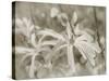 Star Magnolias I-Amy Melious-Stretched Canvas