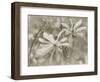 Star Magnolias II-Amy Melious-Framed Art Print