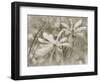 Star Magnolias II-Amy Melious-Framed Art Print