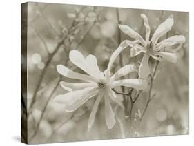 Star Magnolias II-Amy Melious-Stretched Canvas