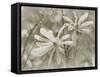 Star Magnolias II-Amy Melious-Framed Stretched Canvas