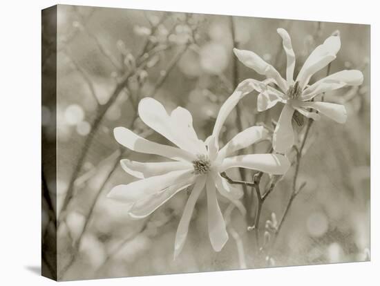 Star Magnolias II-Amy Melious-Stretched Canvas