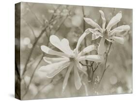 Star Magnolias II-Amy Melious-Stretched Canvas