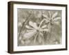 Star Magnolias II-Amy Melious-Framed Art Print