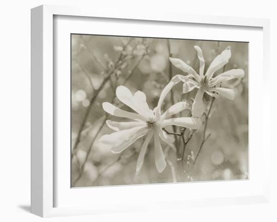 Star Magnolias II-Amy Melious-Framed Art Print