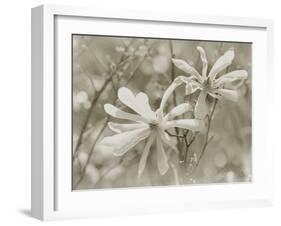 Star Magnolias II-Amy Melious-Framed Art Print