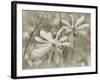 Star Magnolias II-Amy Melious-Framed Art Print