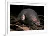 Star Nosed Mole (Condylura Cristata) Crawling Through Leaf Litter, North Carolina, USA-Todd Pusser-Framed Photographic Print