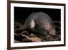 Star Nosed Mole (Condylura Cristata) Crawling Through Leaf Litter, North Carolina, USA-Todd Pusser-Framed Photographic Print