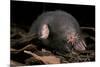 Star Nosed Mole (Condylura Cristata) Crawling Through Leaf Litter, North Carolina, USA-Todd Pusser-Mounted Photographic Print