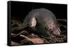 Star Nosed Mole (Condylura Cristata) Crawling Through Leaf Litter, North Carolina, USA-Todd Pusser-Framed Stretched Canvas