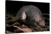 Star Nosed Mole (Condylura Cristata) Crawling Through Leaf Litter, North Carolina, USA-Todd Pusser-Stretched Canvas