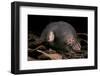 Star Nosed Mole (Condylura Cristata) Crawling Through Leaf Litter, North Carolina, USA-Todd Pusser-Framed Photographic Print