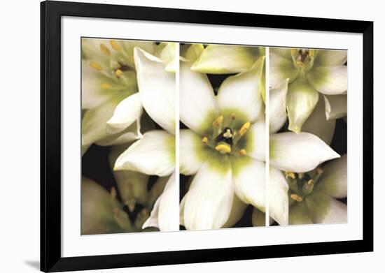 Star of Bethlehem Triptych-Andrew Levine-Framed Art Print