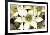 Star of Bethlehem Triptych-Andrew Levine-Framed Art Print