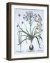 Star of Bethlehem , with Blue Flowered Sheep's Bit and Dyer's Greenwood, from 'Hortus Eystettensis'-German School-Framed Giclee Print