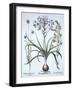 Star of Bethlehem , with Blue Flowered Sheep's Bit and Dyer's Greenwood, from 'Hortus Eystettensis'-German School-Framed Giclee Print