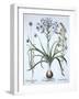 Star of Bethlehem , with Blue Flowered Sheep's Bit and Dyer's Greenwood, from 'Hortus Eystettensis'-German School-Framed Giclee Print