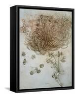 Star of Bethlehem, Wood Anemone and Sun Spurge-Leonardo da Vinci-Framed Stretched Canvas