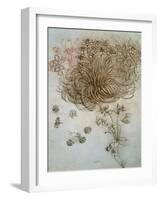 Star of Bethlehem, Wood Anemone and Sun Spurge-Leonardo da Vinci-Framed Art Print