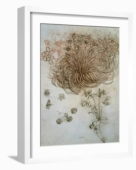 Star of Bethlehem, Wood Anemone and Sun Spurge-Leonardo da Vinci-Framed Art Print