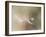 Star of dandelion-bertrand kulik-Framed Photographic Print