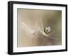 Star of dandelion-bertrand kulik-Framed Photographic Print