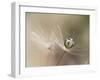 Star of dandelion-bertrand kulik-Framed Photographic Print