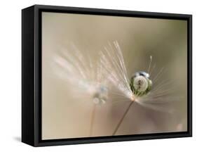 Star of dandelion-bertrand kulik-Framed Stretched Canvas