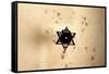 Star of David in Synagogue Budapest, Hungary-null-Framed Stretched Canvas