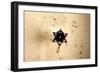 Star of David in Synagogue Budapest, Hungary-null-Framed Photo