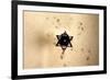 Star of David in Synagogue Budapest, Hungary-null-Framed Photo