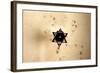 Star of David in Synagogue Budapest, Hungary-null-Framed Photo