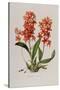 Star Orchid from 'Setrum Orchidaceum' by John Lindley, 1838-Henry Thomas Alken-Stretched Canvas