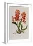 Star Orchid from 'Setrum Orchidaceum' by John Lindley, 1838-Henry Thomas Alken-Framed Giclee Print