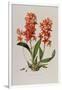 Star Orchid from 'Setrum Orchidaceum' by John Lindley, 1838-Henry Thomas Alken-Framed Giclee Print