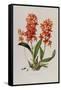 Star Orchid from 'Setrum Orchidaceum' by John Lindley, 1838-Henry Thomas Alken-Framed Stretched Canvas