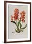 Star Orchid from 'Setrum Orchidaceum' by John Lindley, 1838-Henry Thomas Alken-Framed Giclee Print