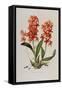 Star Orchid from 'Setrum Orchidaceum' by John Lindley, 1838-Henry Thomas Alken-Framed Stretched Canvas