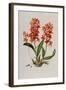 Star Orchid from 'Setrum Orchidaceum' by John Lindley, 1838-Henry Thomas Alken-Framed Giclee Print